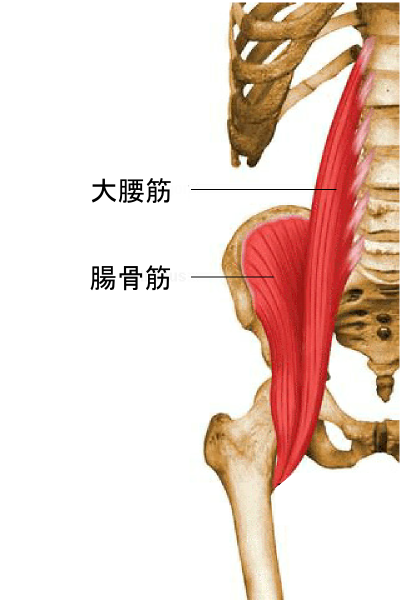 大腰筋と腸骨筋