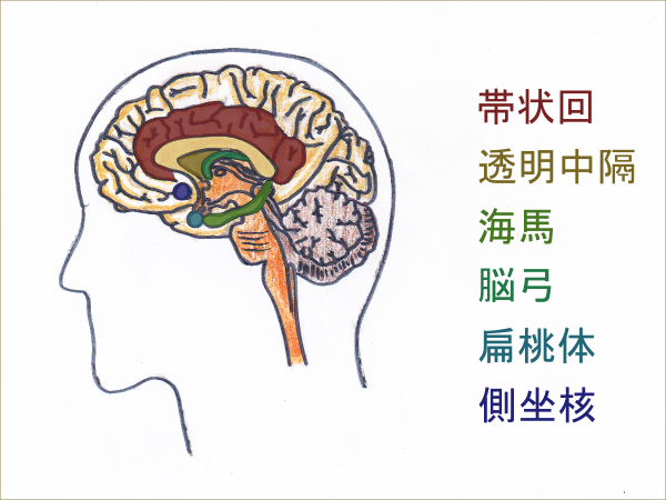 図２．大脳辺縁系