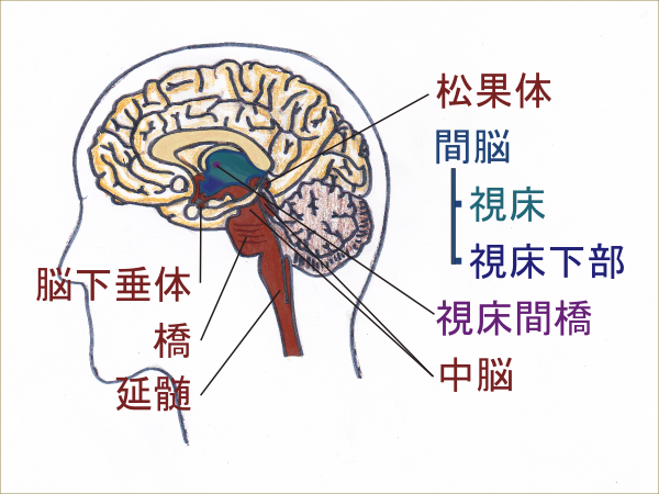 図３．脳幹